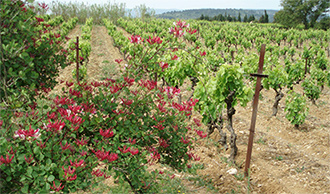 Syrah and honeysuckle