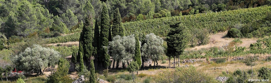 Bergerie et vignes  - Domaine Clos de l'Anhel